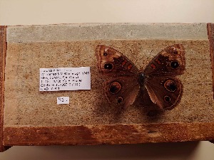  (Junonia nigrosuffusa - UAIC1064037)  @11 [ ] by (2022) Wendy Moore University of Arizona Insect Collection