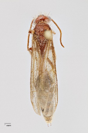  (Odontophotopsis tenuiptera - UAIC1064149)  @11 [ ] Unspecified (default): All Rights Reserved (2023) Wendy Moore University of Arizona