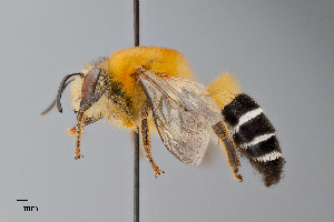  ( - UAIC1128751)  @11 [ ] by (2023) Wendy Moore University of Arizona Insect Collection