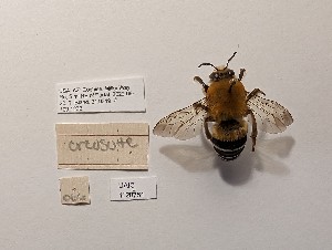  ( - UAIC1128751)  @11 [ ] by (2023) Wendy Moore University of Arizona Insect Collection