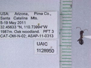  ( - UAIC1128950)  @12 [ ] by (2021) Wendy Moore University of Arizona Insect Collection