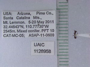  (Leptothorax sp. 1KF - UAIC1128958)  @11 [ ] by (2021) Wendy Moore University of Arizona Insect Collection