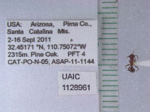  (Myrmica sp. az02 - UAIC1128961)  @11 [ ] by (2021) Wendy Moore University of Arizona Insect Collection