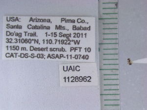  ( - UAIC1128962)  @11 [ ] by (2021) Wendy Moore University of Arizona Insect Collection