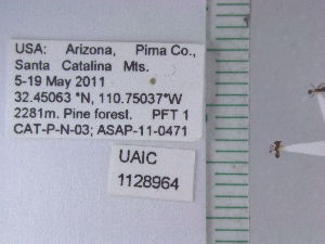  ( - UAIC1128964)  @11 [ ] by (2021) Wendy Moore University of Arizona Insect Collection