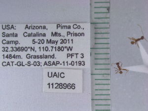  ( - UAIC1128966)  @11 [ ] by (2021) Wendy Moore University of Arizona Insect Collection