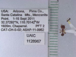  ( - UAIC1128967)  @11 [ ] by (2021) Wendy Moore University of Arizona Insect Collection