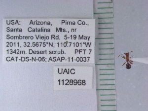  ( - UAIC1128968)  @11 [ ] by (2021) Wendy Moore University of Arizona Insect Collection