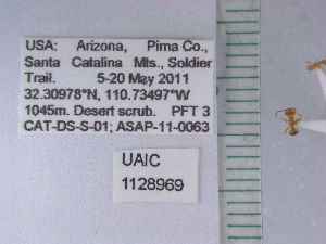  ( - UAIC1128969)  @11 [ ] by (2021) Wendy Moore University of Arizona Insect Collection
