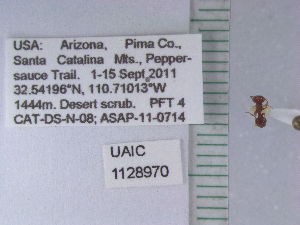  ( - UAIC1128970)  @11 [ ] by (2021) Wendy Moore University of Arizona Insect Collection
