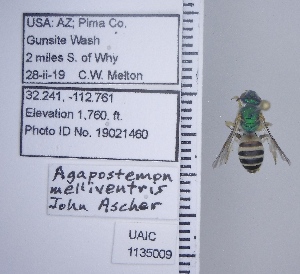  ( - UAIC1135009)  @11 [ ] by (2020) Wendy Moore University of Arizona Insect Collection