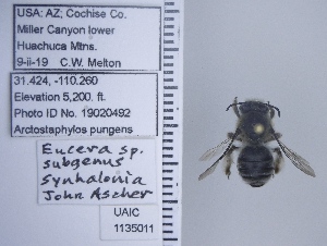  ( - UAIC1135011)  @11 [ ] by (2020) Wendy Moore University of Arizona Insect Collection