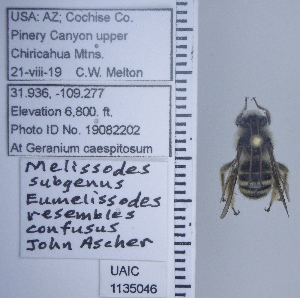  ( - UAIC1135046)  @11 [ ] by (2020) Wendy Moore University of Arizona Insect Collection