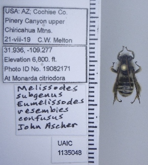  ( - UAIC1135048)  @11 [ ] by (2020) Wendy Moore University of Arizona Insect Collection