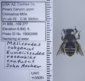  ( - UAIC1135051)  @11 [ ] by (2020) Wendy Moore University of Arizona Insect Collection