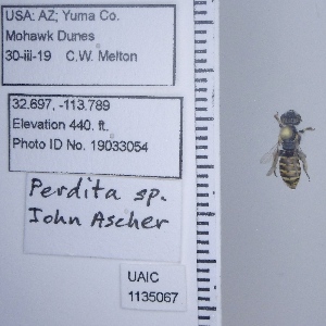  ( - UAIC1135067)  @11 [ ] by (2020) Wendy Moore University of Arizona Insect Collection