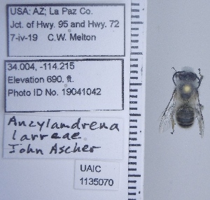  ( - UAIC1135070)  @11 [ ] by (2020) Wendy Moore University of Arizona Insect Collection