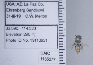  ( - UAIC1135077)  @11 [ ] by (2020) Wendy Moore University of Arizona Insect Collection