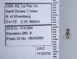  ( - UAIC1135078)  @11 [ ] by (2020) Wendy Moore University of Arizona Insect Collection