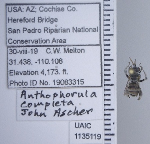  ( - UAIC1135119)  @11 [ ] by (2021) Wendy Moore University of Arizona Insect Collection