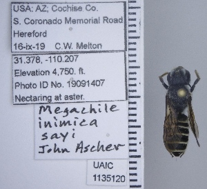  ( - UAIC1135120)  @11 [ ] by (2021) Wendy Moore University of Arizona Insect Collection