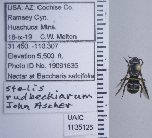  ( - UAIC1135125)  @11 [ ] by (2021) Wendy Moore University of Arizona Insect Collection