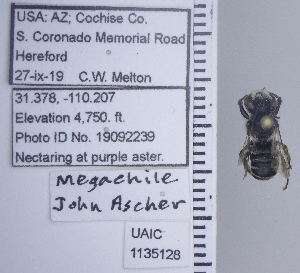  ( - UAIC1135128)  @11 [ ] by (2021) Wendy Moore University of Arizona Insect Collection