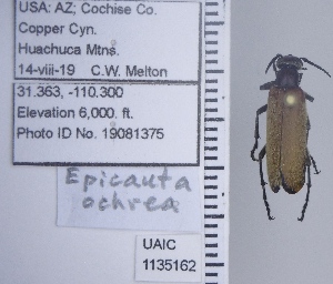  (Epicauta ochrea - UAIC1135162)  @11 [ ] by (2021) Wendy Moore University of Arizona Insect Collection