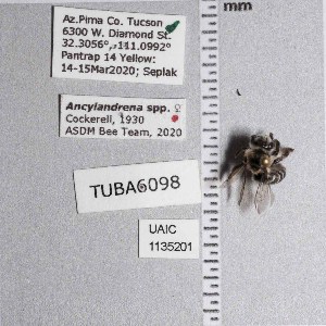  (Ancylandrena timberlakei - UAIC1135201)  @11 [ ] by (2021) Wendy Moore University of Arizona Insect Collection