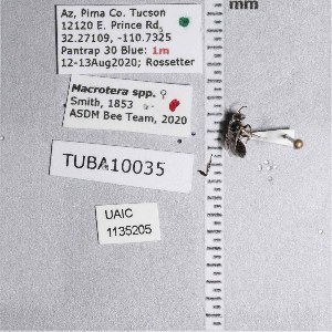  (Macrotera echinocacti - UAIC1135205)  @12 [ ] by (2021) Wendy Moore University of Arizona Insect Collection