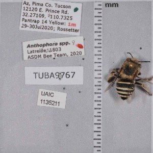  ( - UAIC1135211)  @11 [ ] by (2021) Wendy Moore University of Arizona Insect Collection