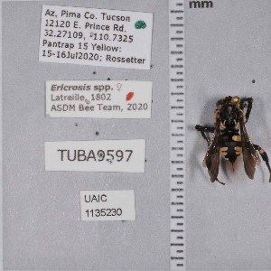  (Ericrocis sp. aff. pintada - UAIC1135230)  @11 [ ] by (2021) Wendy Moore University of Arizona Insect Collection