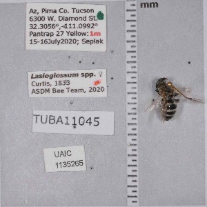  ( - UAIC1135265)  @11 [ ] by (2021) Wendy Moore University of Arizona Insect Collection