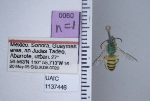  ( - UAIC1137446)  @11 [ ] by (2021) Wendy Moore University of Arizona Insect Collection