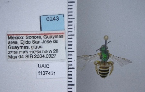  ( - UAIC1137451)  @11 [ ] by (2021) Wendy Moore University of Arizona Insect Collection