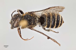  (Megachile subexilis - UAIC1138057)  @11 [ ] by (2021) Wendy Moore University of Arizona, Insect Collection