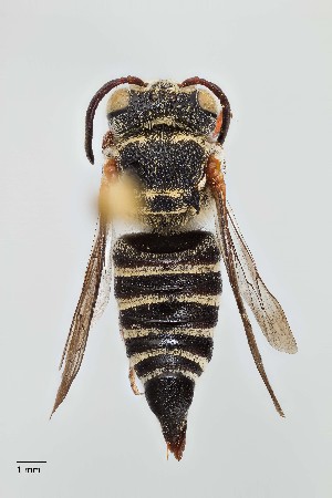  (Coelioxys sp. 1RM - UAIC1138062)  @11 [ ] by (2021) Wendy Moore University of Arizona, Insect Collection