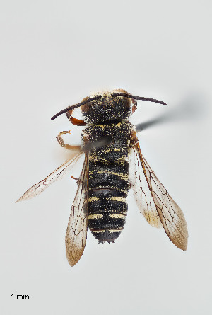  (Coelioxys sp. 2RM - UAIC1138063)  @11 [ ] by (2021) Wendy Moore University of Arizona, Insect Collection