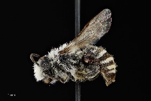  ( - UAIC1138077)  @11 [ ] by (2021) Wendy Moore University of Arizona Insect Collection