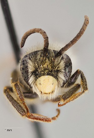  (Andrena sp. 22RM - UAIC1138085)  @11 [ ] by (2021) Wendy Moore University of Arizona Insect Collection