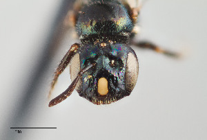  ( - UAIC1138095)  @11 [ ] by (2021) Wendy Moore University of Arizona Insect Collection