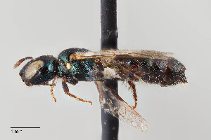  ( - UAIC1138095)  @11 [ ] by (2021) Wendy Moore University of Arizona Insect Collection