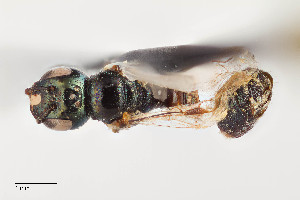  ( - UAIC1138096)  @11 [ ] by (2021) Wendy Moore University of Arizona Insect Collection