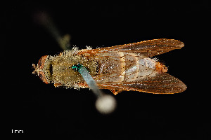  ( - UAIC1138408)  @11 [ ] by (2021) Wendy Moore University of Arizona Insect Collection
