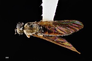  (Townsendia albomacula - UAIC1138440)  @11 [ ] by (2021) Wendy Moore University of Arizona Insect Collection