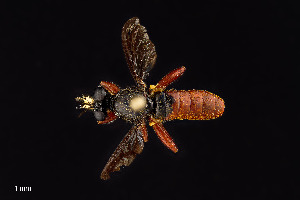  ( - UAIC1138443)  @11 [ ] by (2021) Wendy Moore University of Arizona Insect Collection