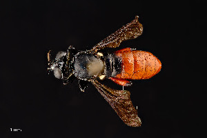  ( - UAIC1138444)  @11 [ ] by (2021) Wendy Moore University of Arizona Insect Collection