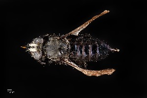  ( - UAIC1138451)  @11 [ ] by (2021) Wendy Moore University of Arizona Insect Collection