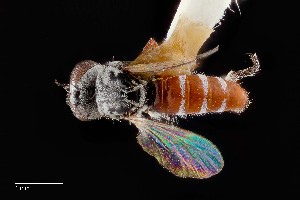  (Omninablautus - UAIC1138459)  @11 [ ] by (2021) Wendy Moore University of Arizona Insect Collection