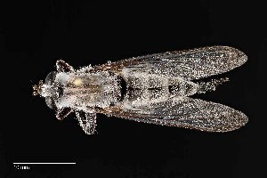  (Promachus aldrichii - UAIC1138462)  @11 [ ] by (2021) Wendy Moore University of Arizona Insect Collection